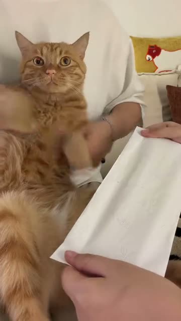 The original at 0:00