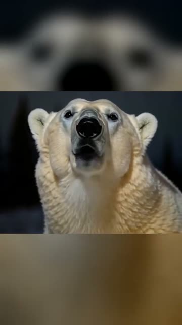 The original at 0:04