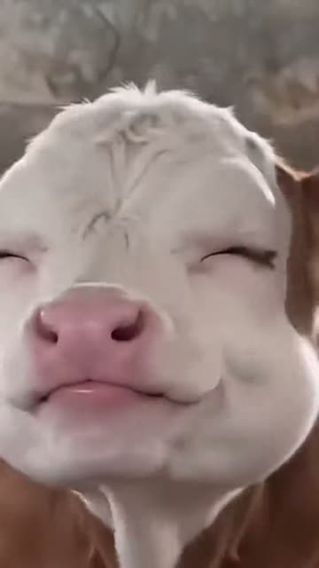 The original at 0:05